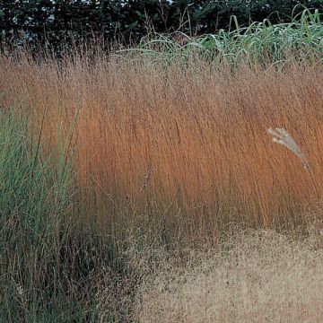 Molinia caerulea subsp. caerulea Heidebraut