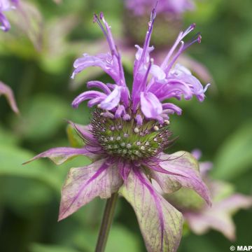 Monarda fistulosa subsp.menthifolia - Monarda