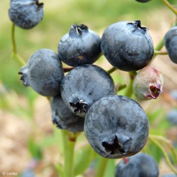 Mirtillo gigante americano - Hortblue Poppins