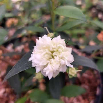 Myrtus communis Flore Pleno - Mirto