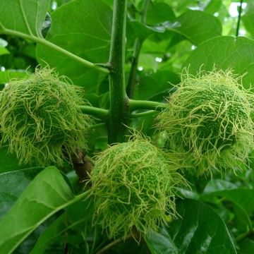 Maclura pomifera - Moro degli Osagi