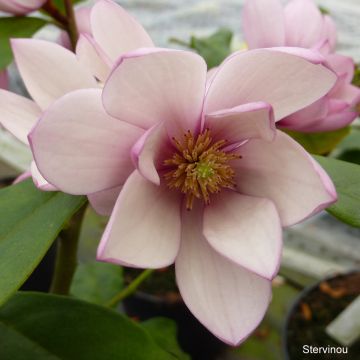 Magnolia Fairy Blush