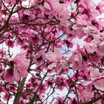 Magnolia denudata Iolanthe