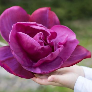 Magnolia soulangeana Meganolia