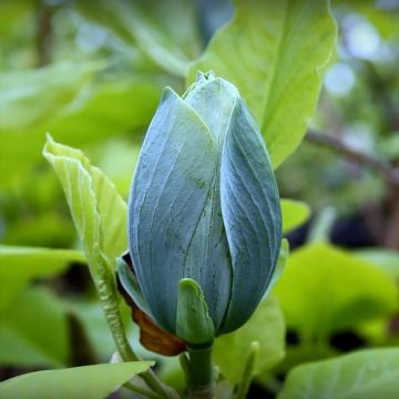 Magnolia acuminata Blue Baby