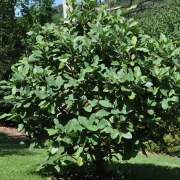 Magnolia delavayi