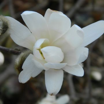 Magnolia denudata Double Diamond