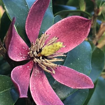 Magnolia Stellar Ruby