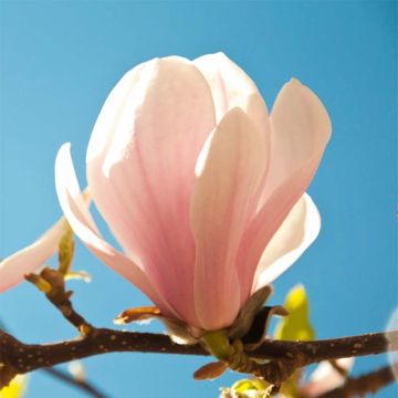 Magnolia Pink Beauty