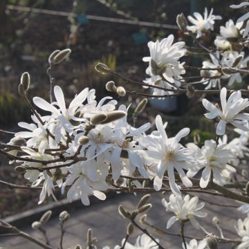 Magnolia stellata Waterlily