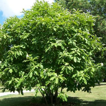 Magnolia tripetala