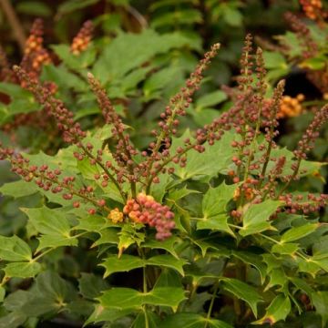 Mahonia nitens Cabaret