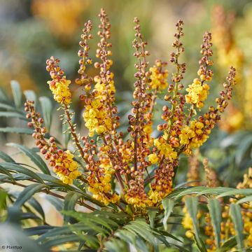 Mahonia eurybracteata Volcano