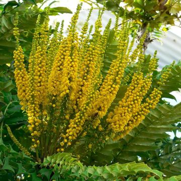 Mahonia bealei - Crespino di Beale