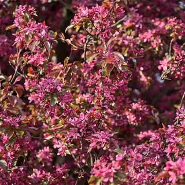 Malus Diable Rouge - Melo da fiore