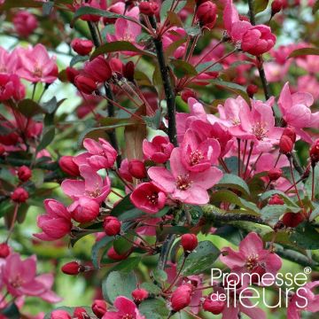 Malus Liset - Melo da fiore