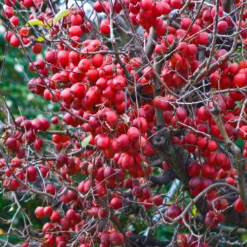 Malus Red Sentinel - Melo da fiore