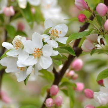 Malus Sugar Tyme - Melo da fiore