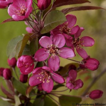 Malus Coccinella Courtarou - Melo da fiore