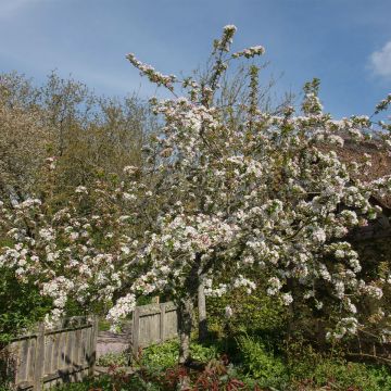 Malus Red Jewel - Melo da fiore