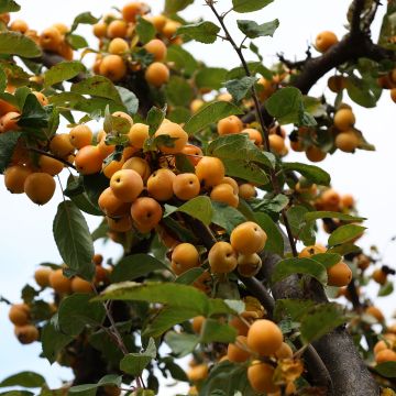 Malus robusta Yellow Siberian - Melo da fiore