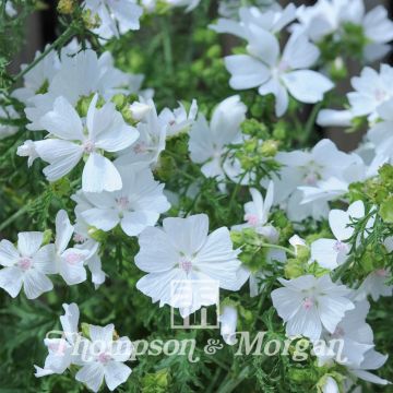 Malva moschata Snow White - Malva muschiata