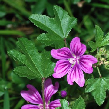 Malva sylvestris (semi) - Malva selvatica