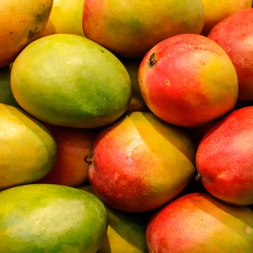 Mangifera indica - Mango