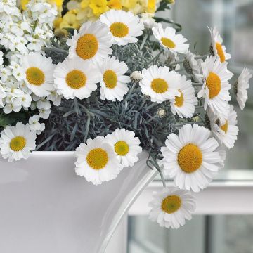 Rhodanthemum hosmariense Flirt