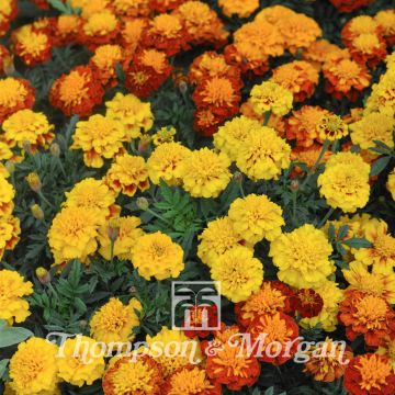 Tagetes patula Boy O Boy Mixed - Tagete