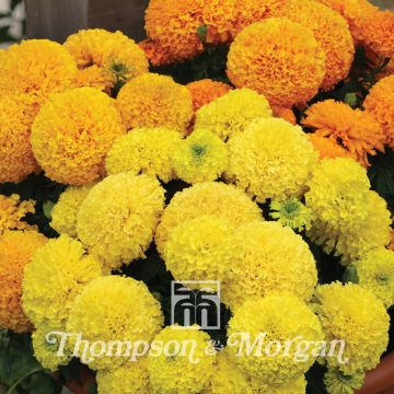 Tagetes erecta Dune Mixed - Tagete eretta