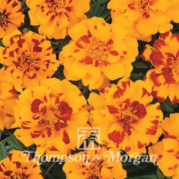 Tagetes patula Durango Bolero F1 Hybrid - Tagete