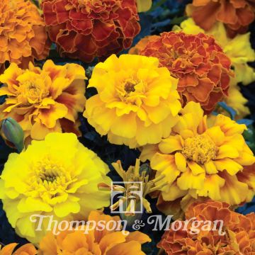 Tagetes Zenith Mixed - Tagete eretta