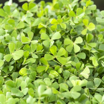 Marsilea quadrifolia - Trifoglio acquatico comune