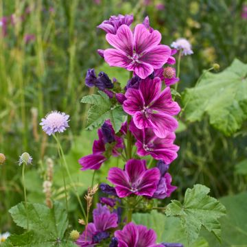 Malva sylvestris - Malva selvatica