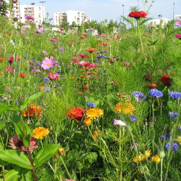 Mischia di fiori da taglio per bouquet BIO