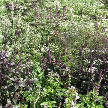 Miscela di fiori per allontanare le zanzare