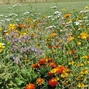 Mischia di fiori per limitare le lumache