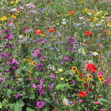 Mix di fiori per prenderti cura della coccinella