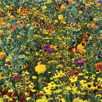 Mischia di fiori tintori