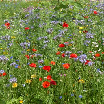 Miscela per attirare il polline