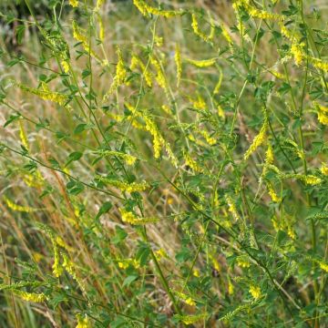 Melilotus officinalis (sovescio) - Meliloto comune