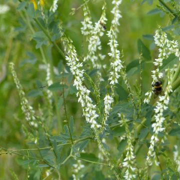 Melilotus albus - Meliloto bianco