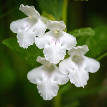 Melittis melissophyllum Alba