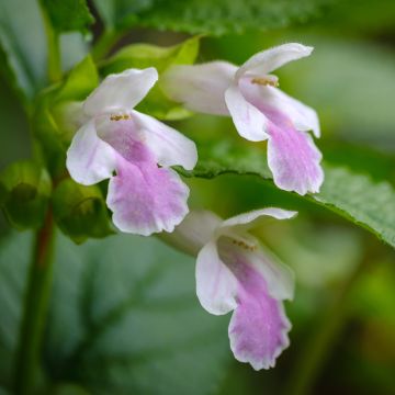 Melittis melissophyllum - Erba limona comune