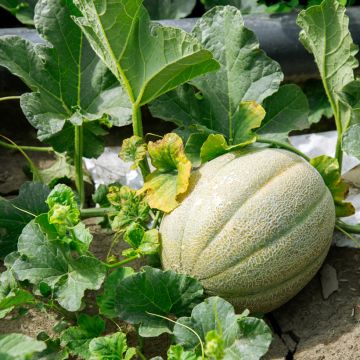 Melone Cantalupo di charentais Bio - Ferme de Sainte Marthe