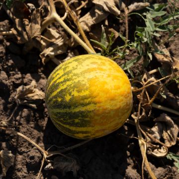 Melone Orange Ananas