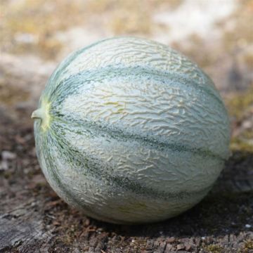 Melone Rerato Degli Ortolani Bio - Ferme de Sainte Marthe