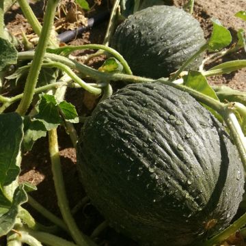 Melone Verde tardivo Bio - Ferme de Sainte Marthe