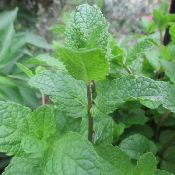 Mentha Algerienne Bio - Menta algerina